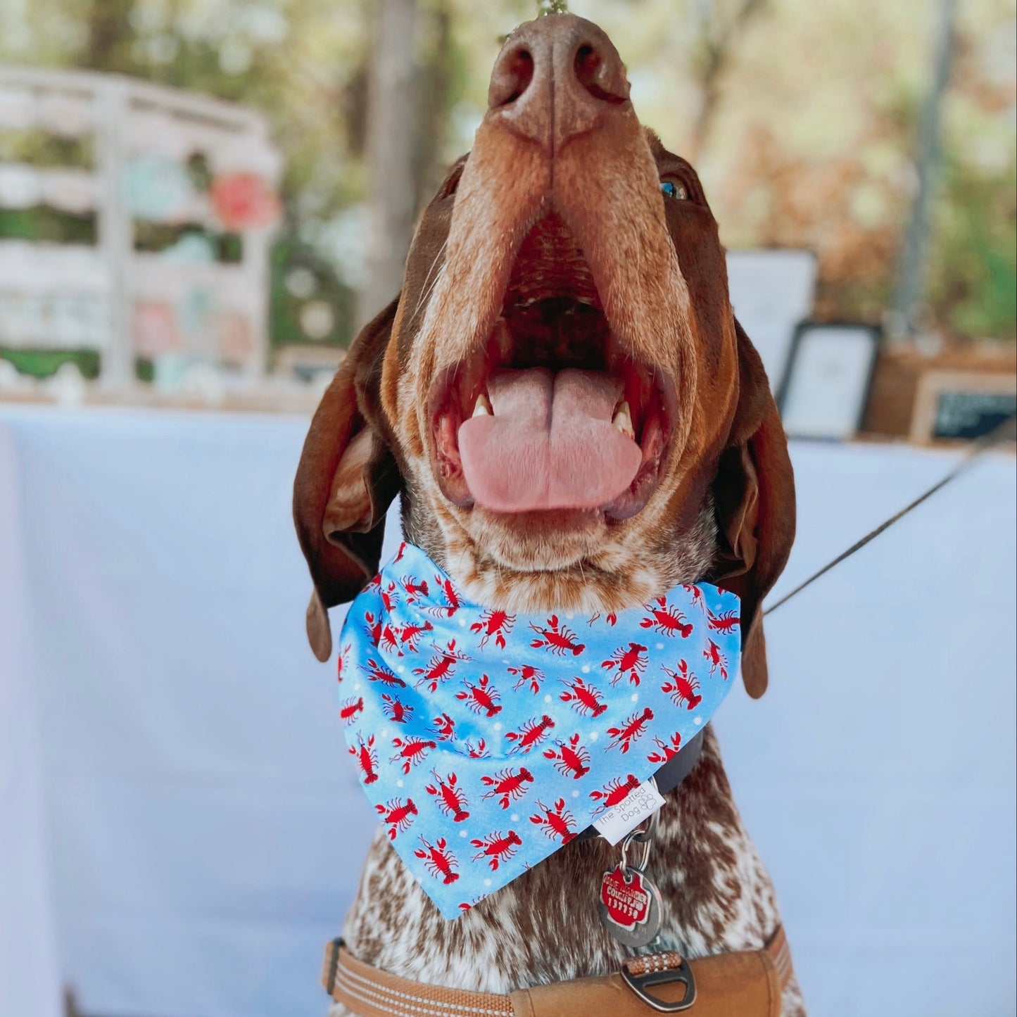 Lobster Bay Bandana