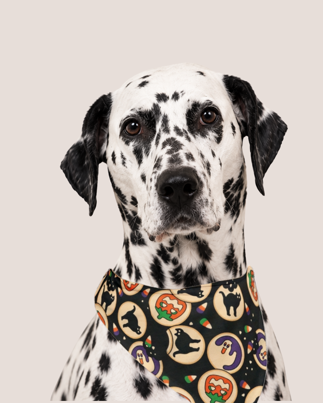 Halloween Cookie Bandana