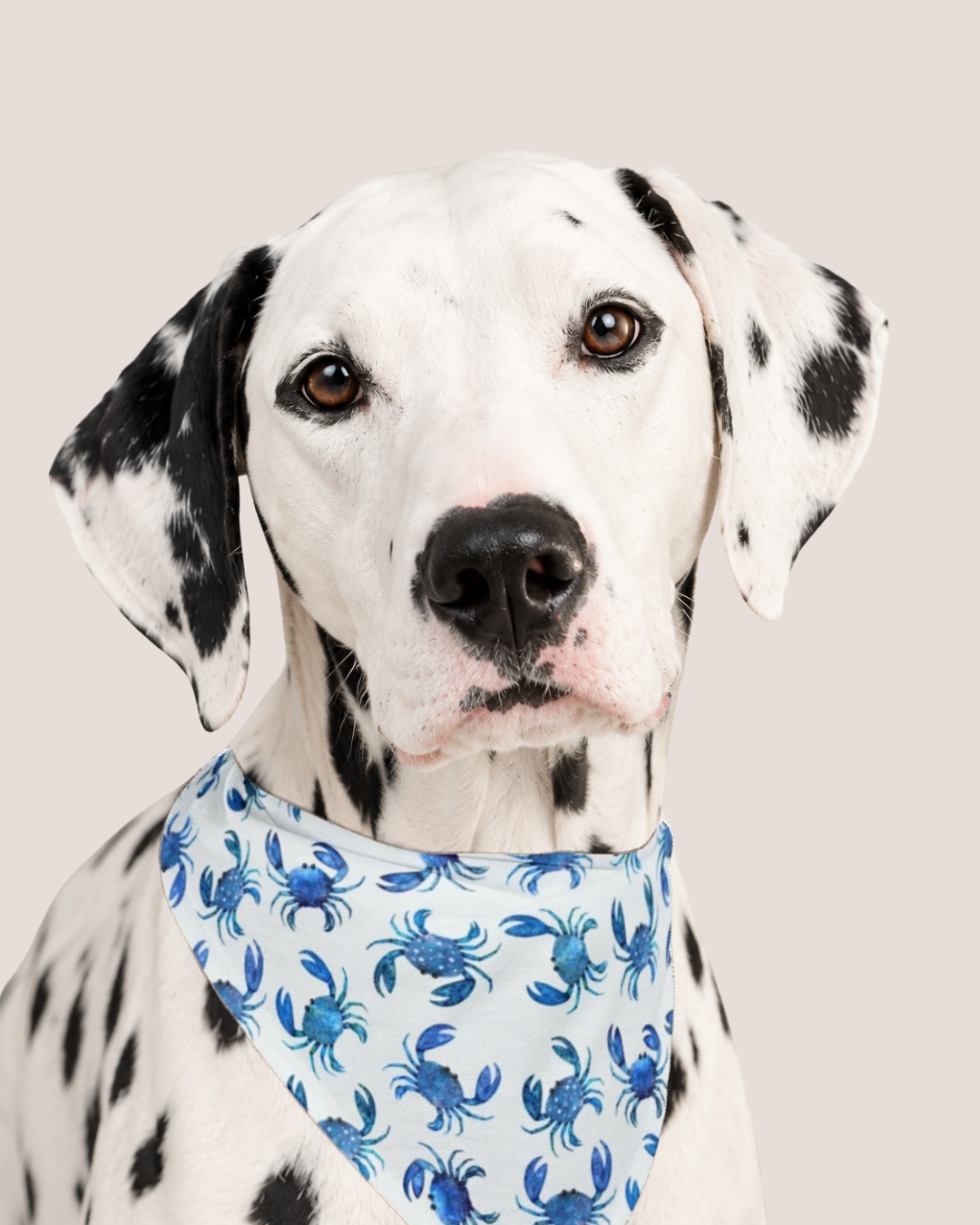 Blue Crab Bandana