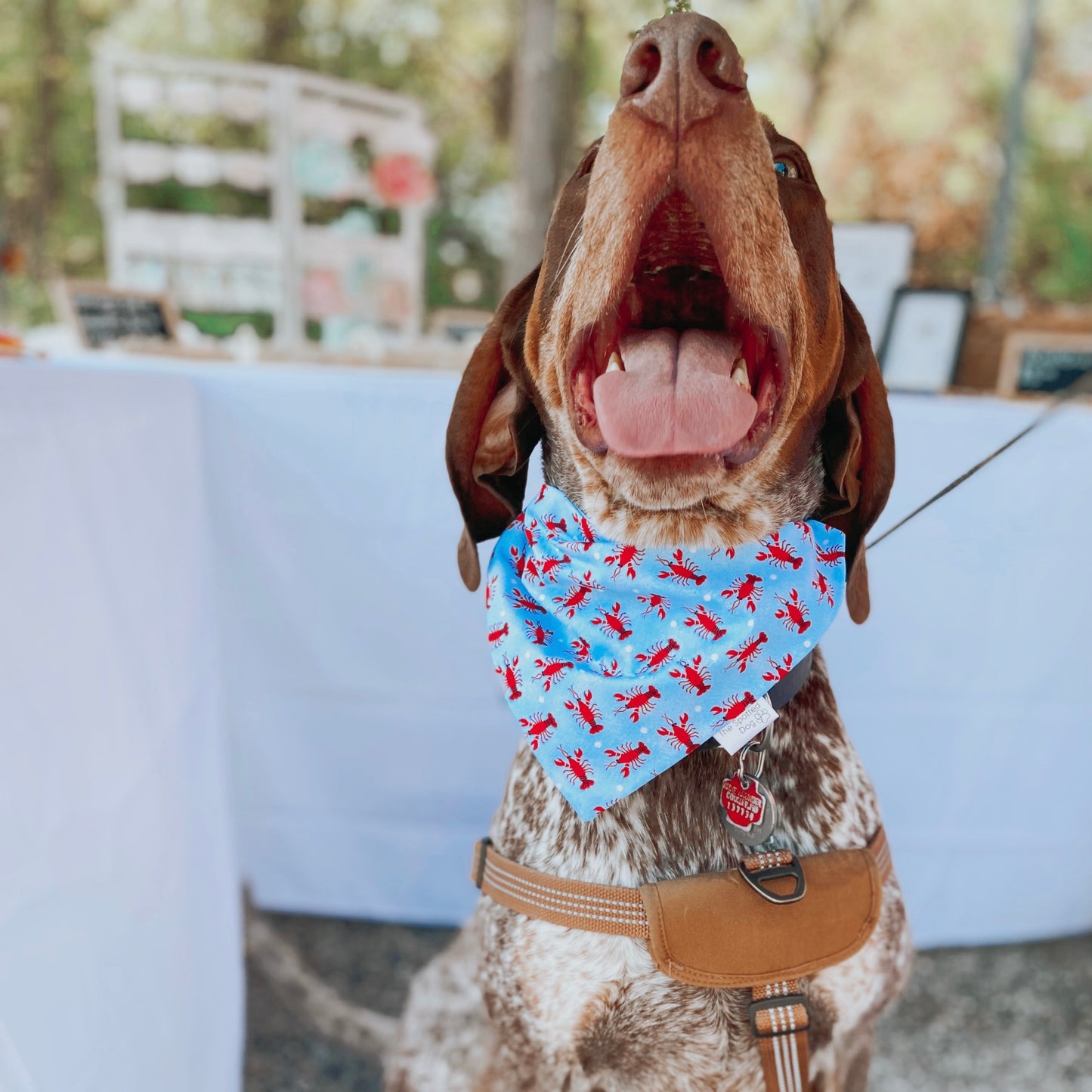 Lobster Polka Dot Pet Bandana